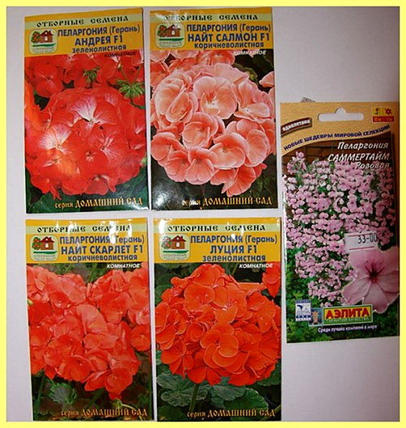 Как сеять герань семенами