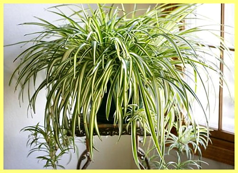 Хлорофитум фото польза для дома