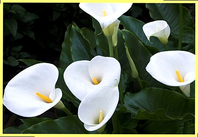Белые каллы фото