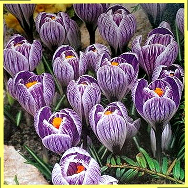 Крокус Пиквик фото