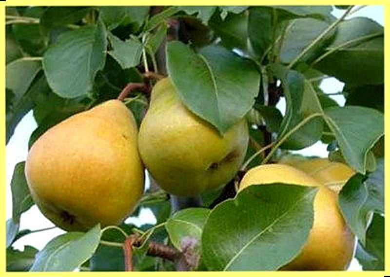 Сорт груш Глыва украинская