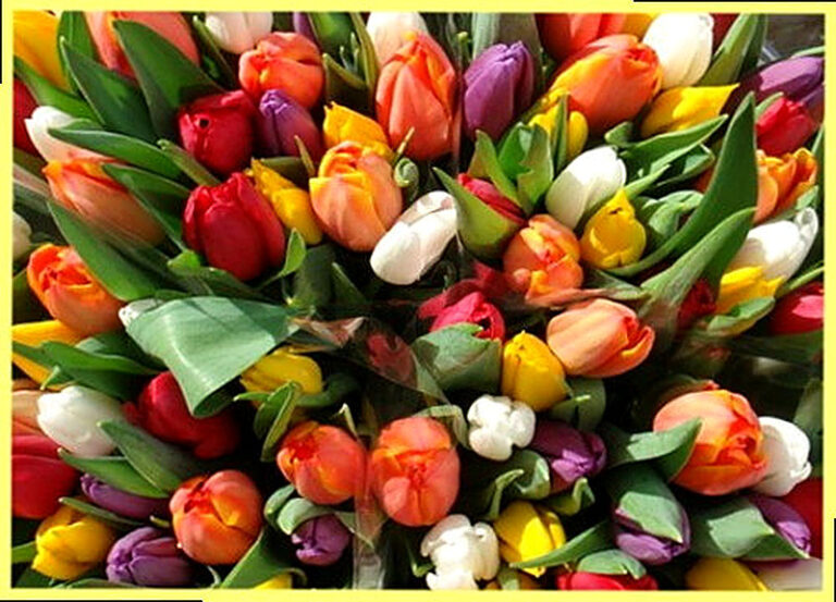 Тюльпаны посадка и уход в открытом грунте