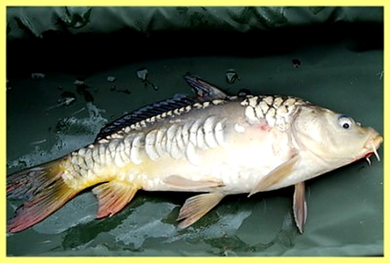 Линейный карп фото