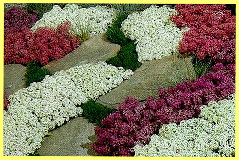 Агератум Summer Snow фото