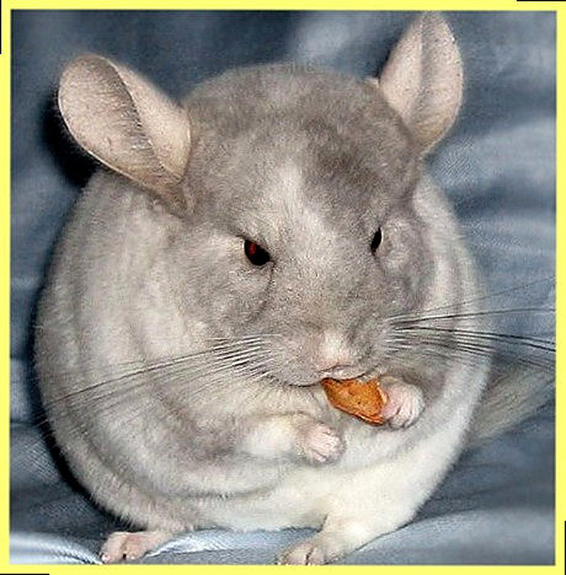 Разведение шиншилл бизнес план