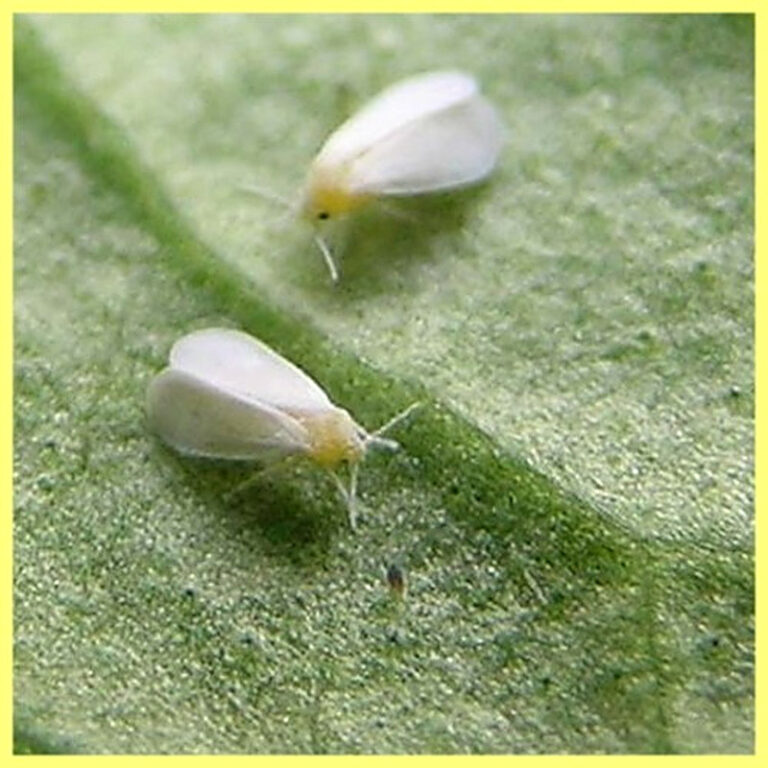 Вредители орхидей белокрылка