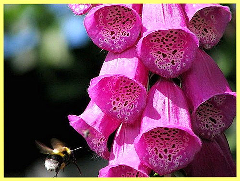 Немецкие поверья о наперстянке