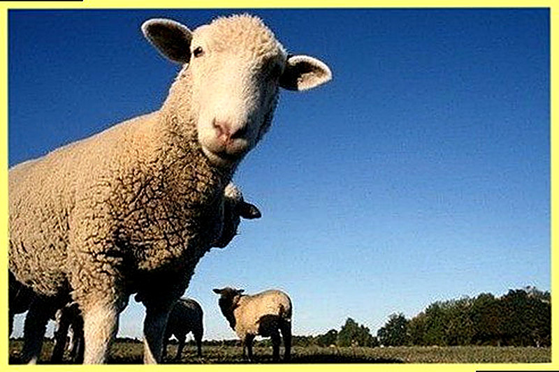 Разведение овец как бизнес