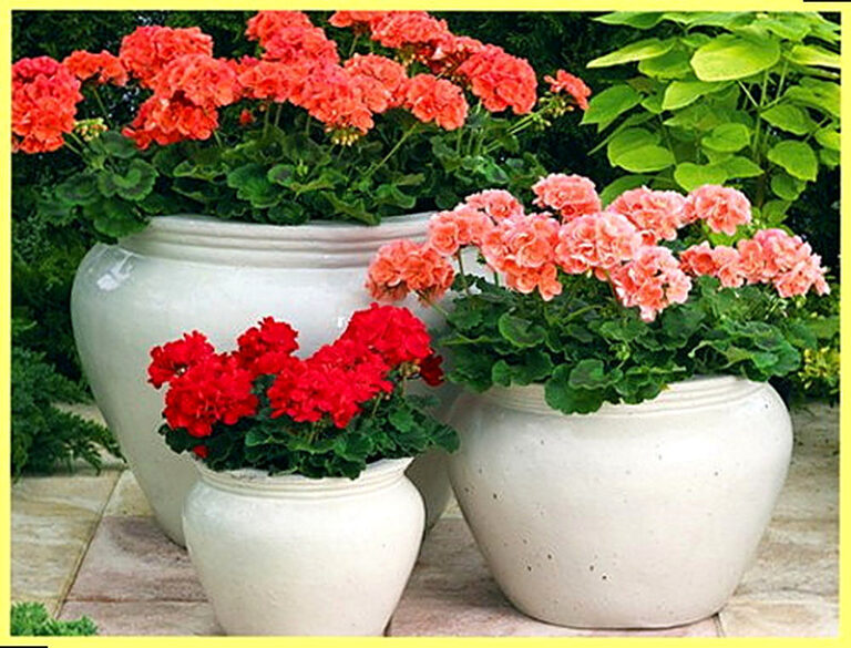 Герань выращивание из семян в домашних условиях