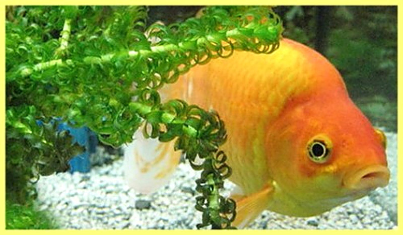 Элодея в аквариуме фото