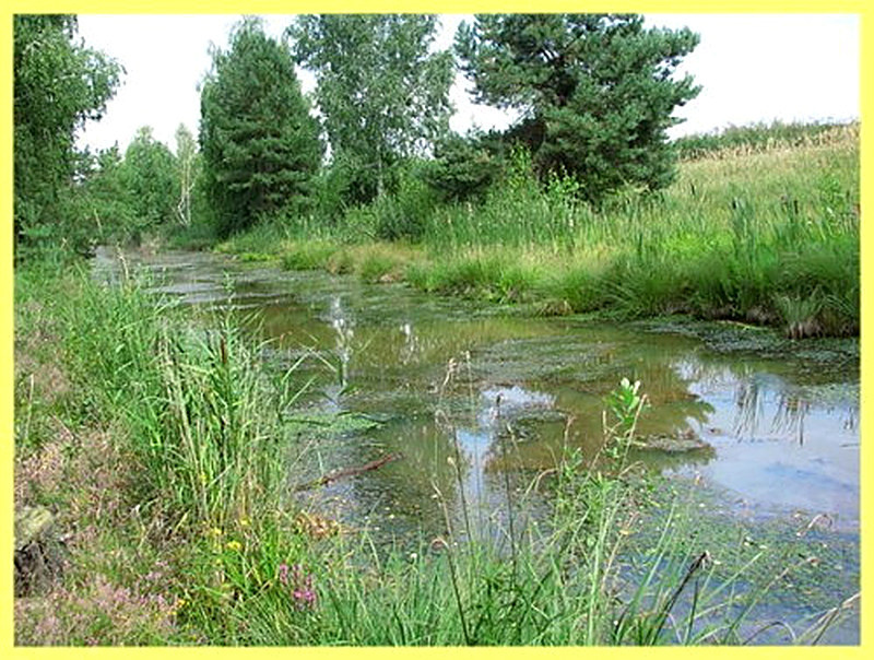 Где растёт альдрованда