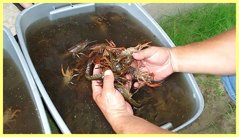 Как разводить раков в прудах