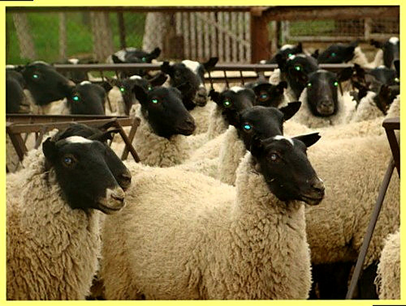 Подготовка к разведению овец