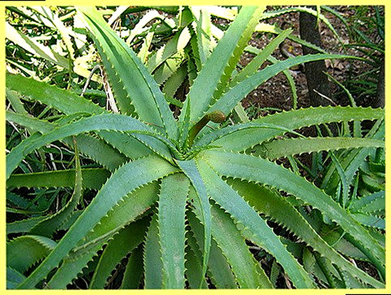 Алоэ вера фото полезные свойства