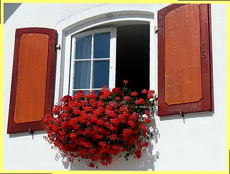 Как ухаживать за пеларгонией