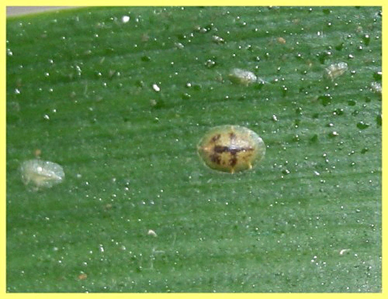 Вредители орхидей Щитовка