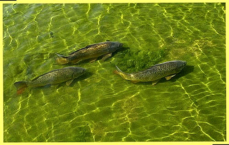 Разведение карпа с чего начать