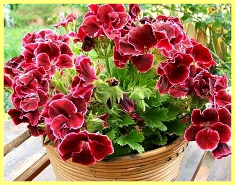 Пеларгония уход в домашних условиях фото