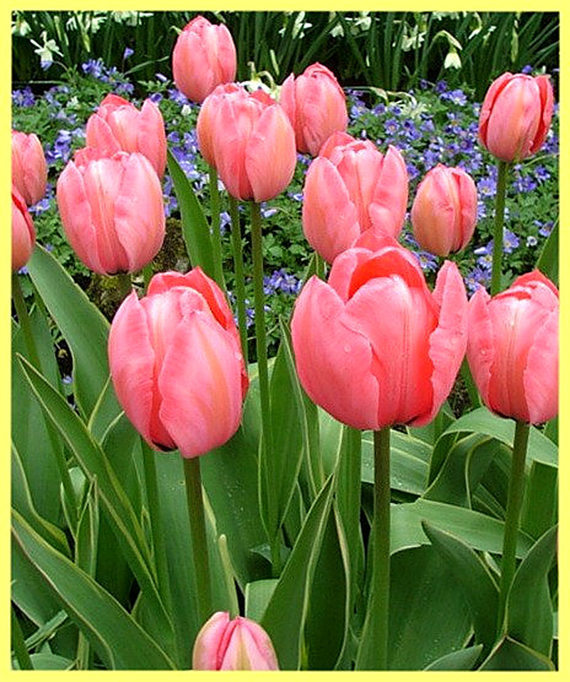  Дарвиновы Гибриды тюльпаны фото