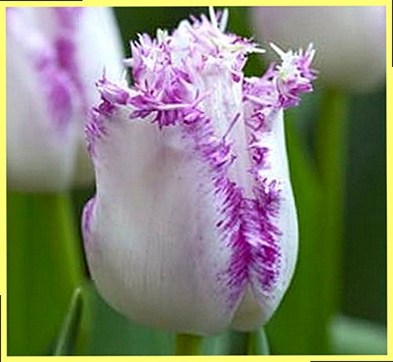 Сорт тюльпанов Aria фото