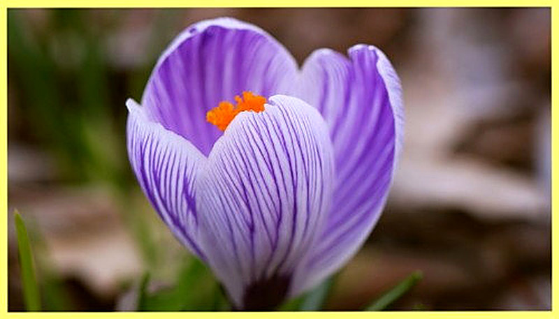 Крокус Соллюкс фото