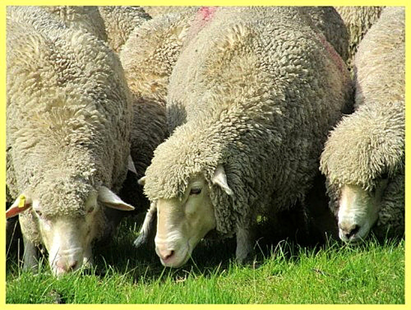 Уход и кормление овец