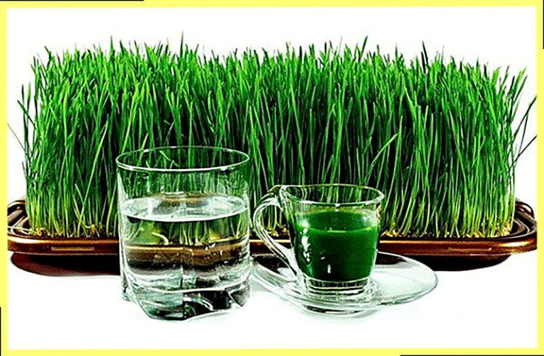 Витграсс в домашних условиях