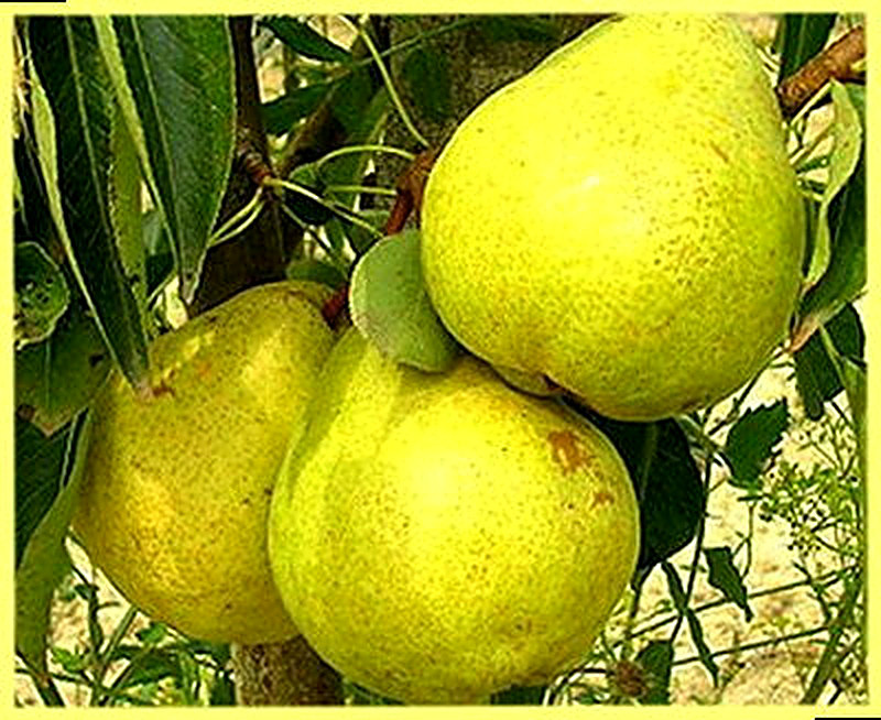 Сорт груш Ильинка