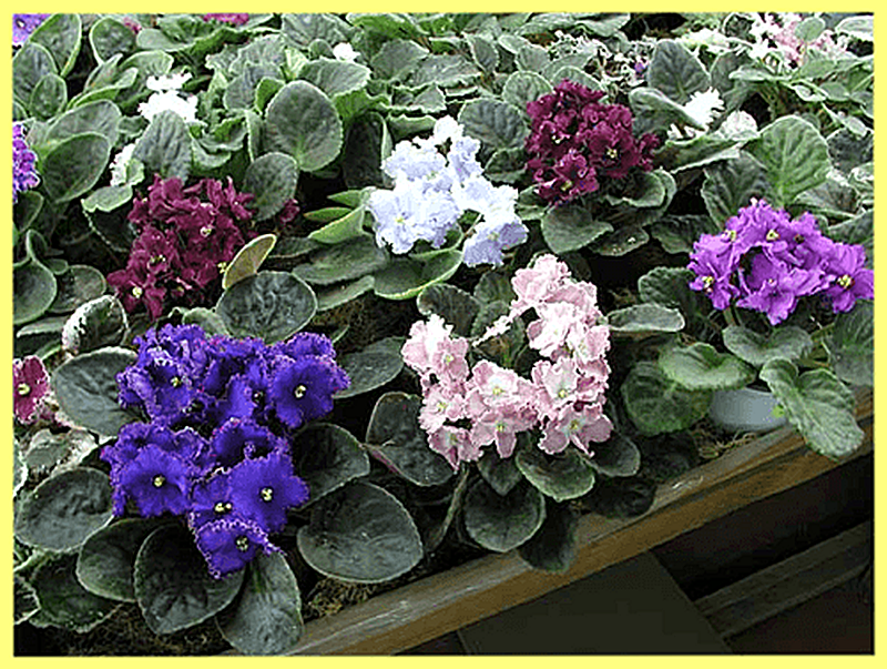 Фиалка узамбарская фото