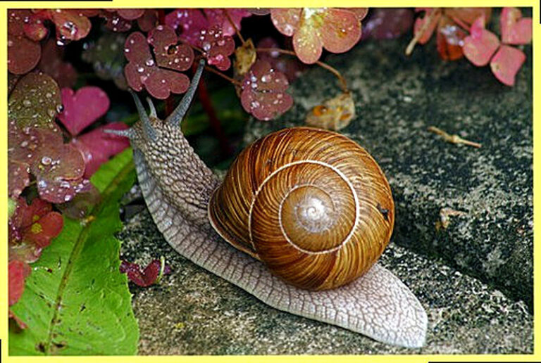 Виноградная улитка в домашних условиях