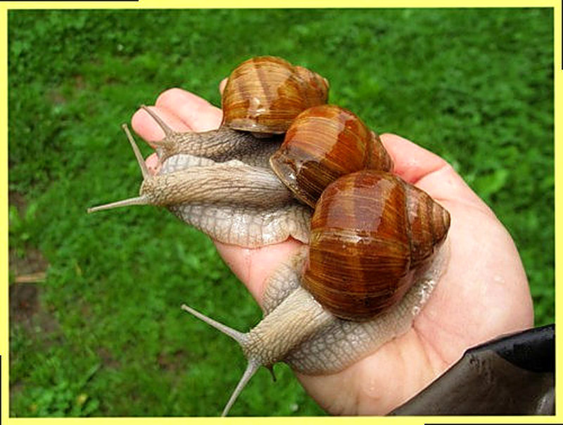 Виноградные улитки уход и содержание