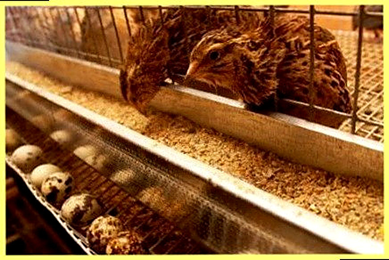 Как кормить перепелов в домашних условиях