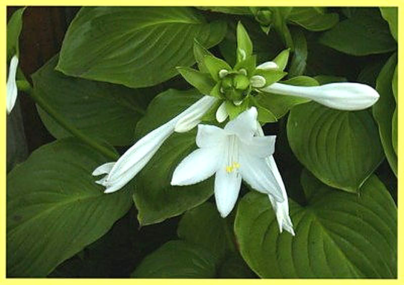 Королевская Хоста фото