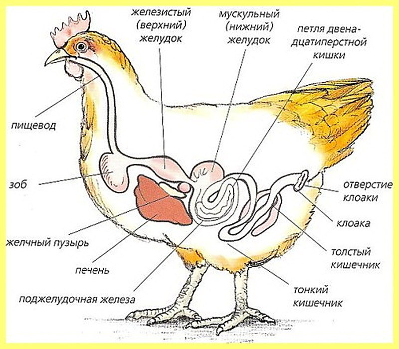Засорение зоба у кур