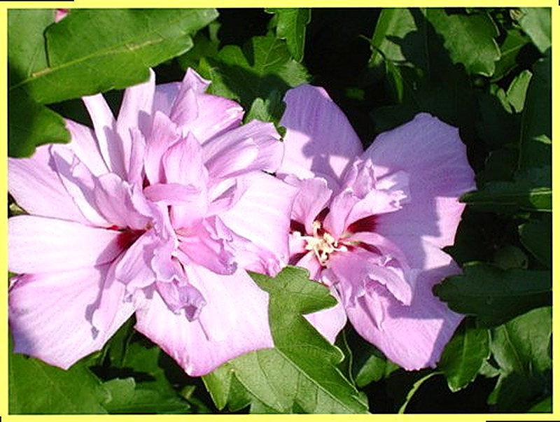 Гибискус Ardens фото