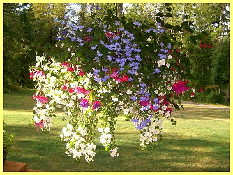 Фуксия выращивание из семян в домашних условиях