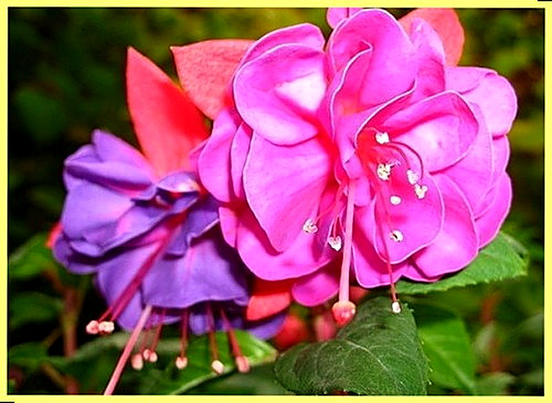 Фуксия выращивание и уход в домашних условиях