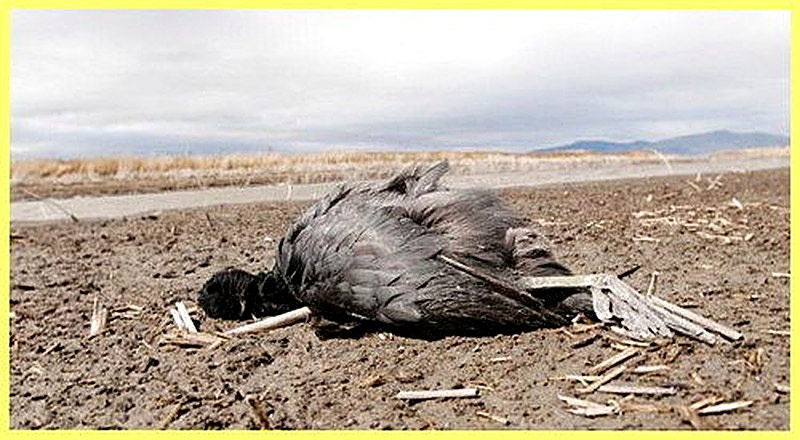 Холера птиц