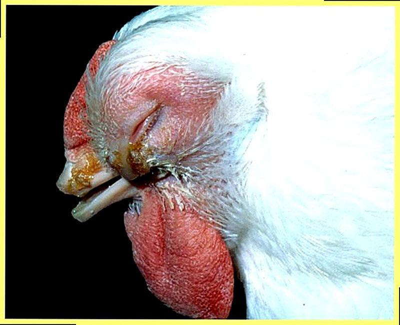 Заразный насморк у кур фото