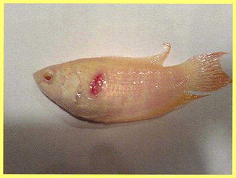 Костиоз рыб