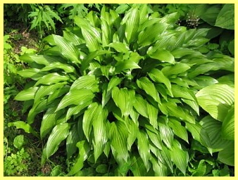 Хоста ланцетолистная фото