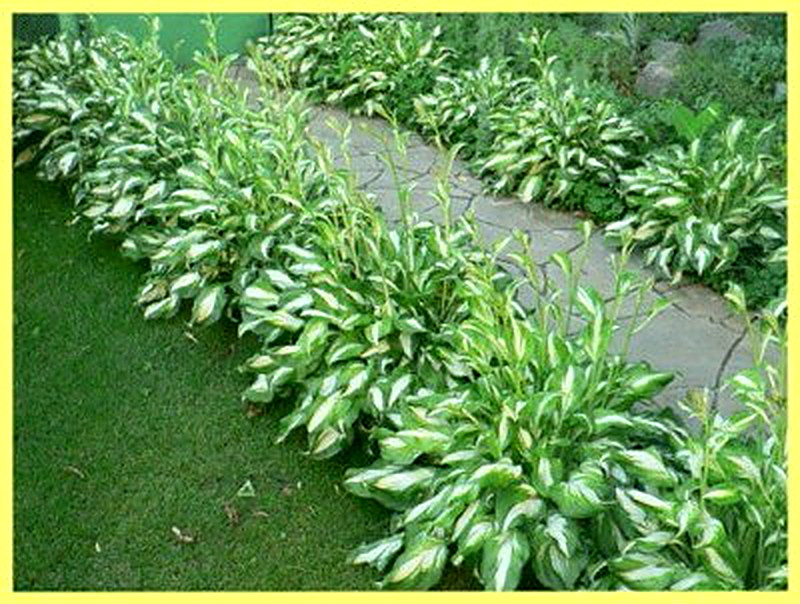 Волнистая Хоста фото