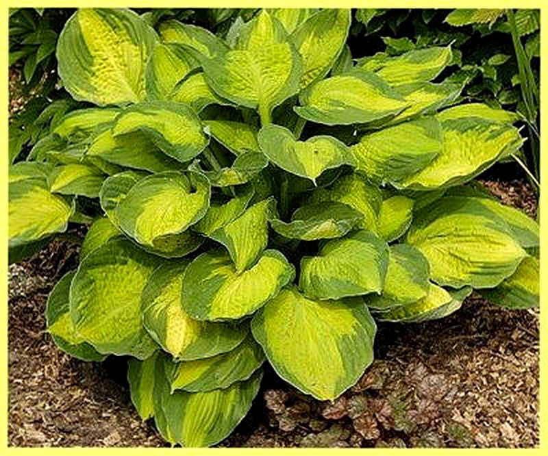 Хоста Кэптан Кирк фото