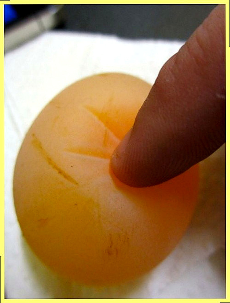 Куры несут яйца без скорлупы