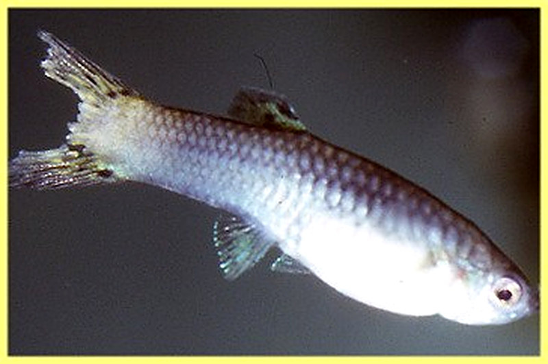 Плавниковая гниль рыб