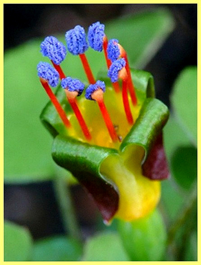 Лежачая Фуксия фото