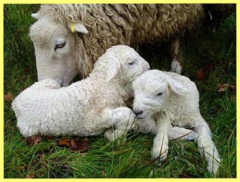 Как ягнятся овцы