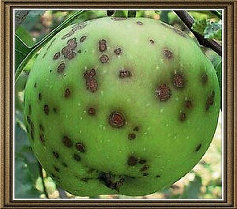 Парша на яблонях как бороться