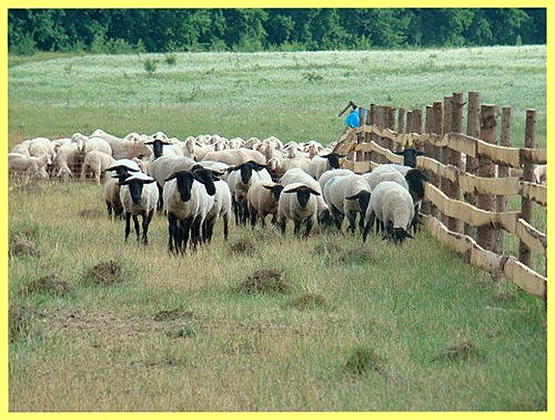 Как выращивать овец в домашних условиях