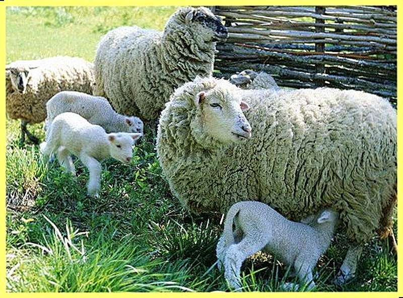 Ягнение овец